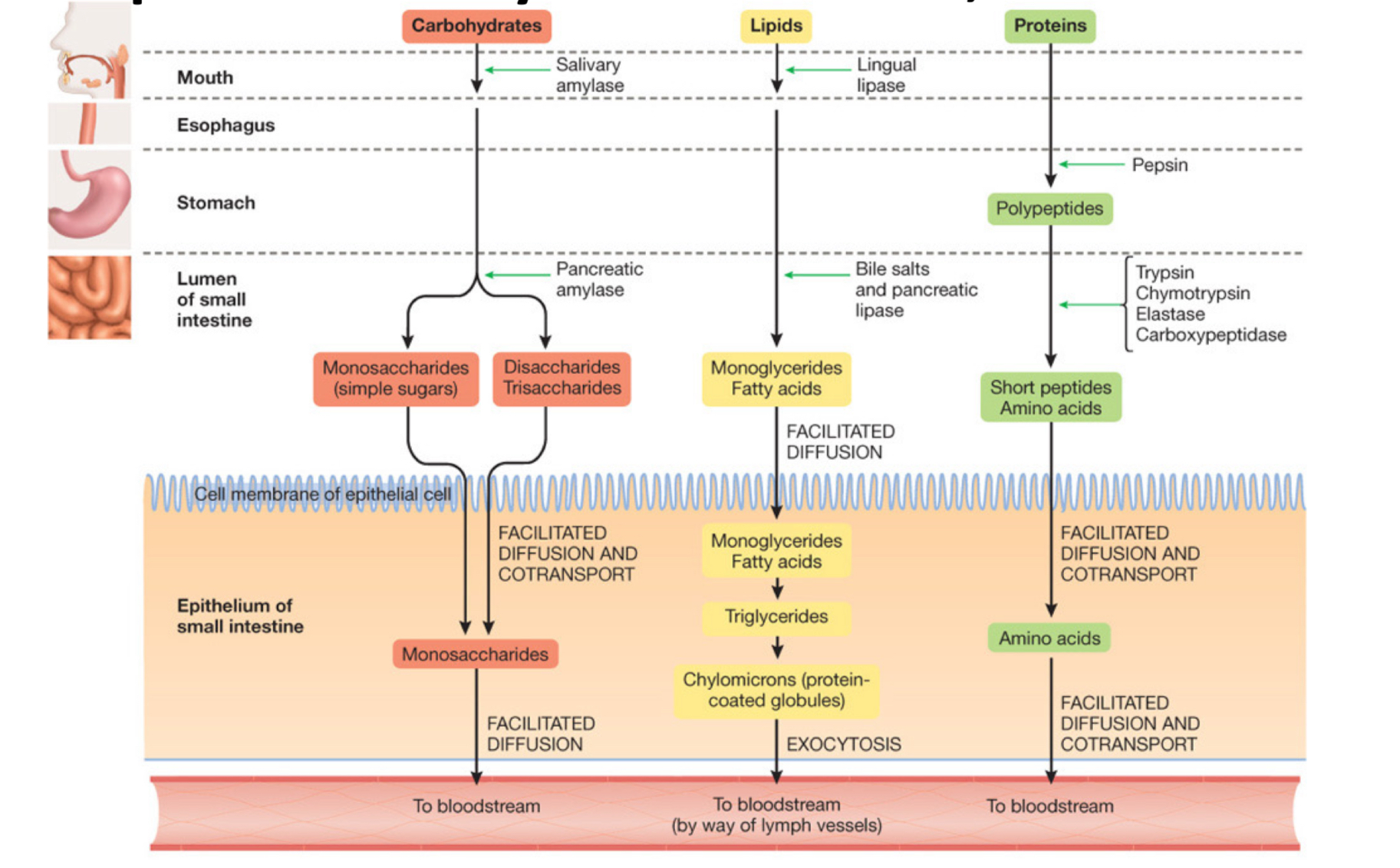 knowt flashcard image