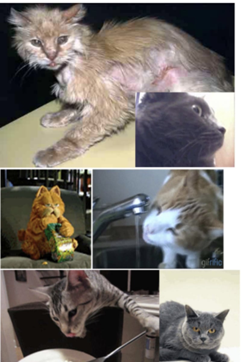 <p>what disease do these animals have?</p>