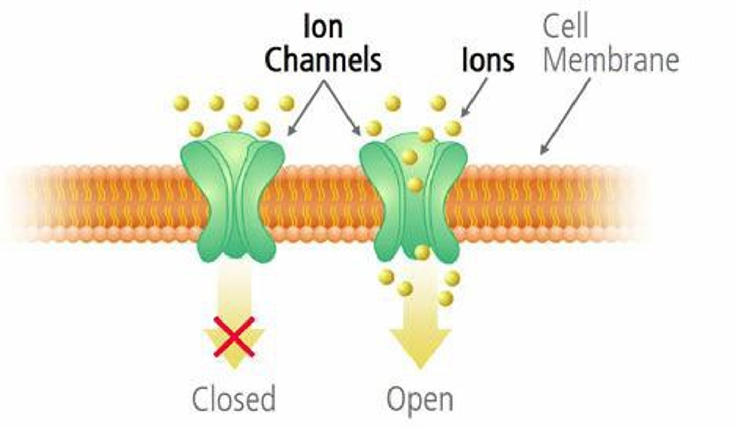 <p>transmembrane protein with a gated channel that opens and closes in response to a specific signal; when open, a specific ion can pass through</p>