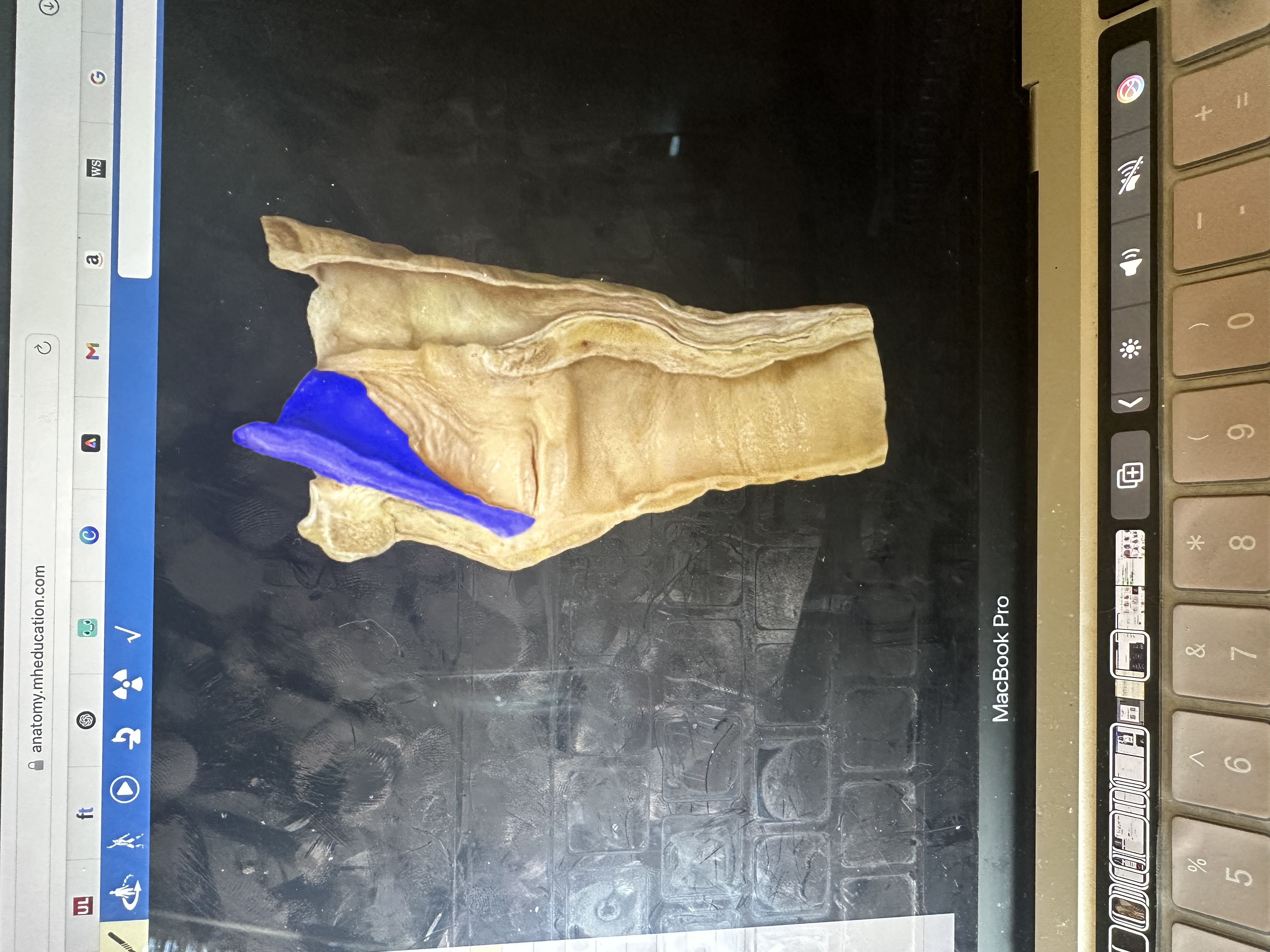 knowt flashcard image