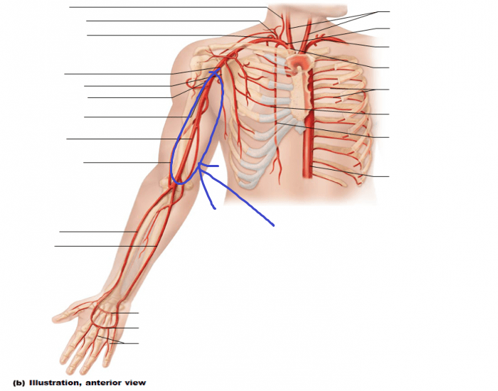 <p>after the axillary artery passes the armpit area</p>