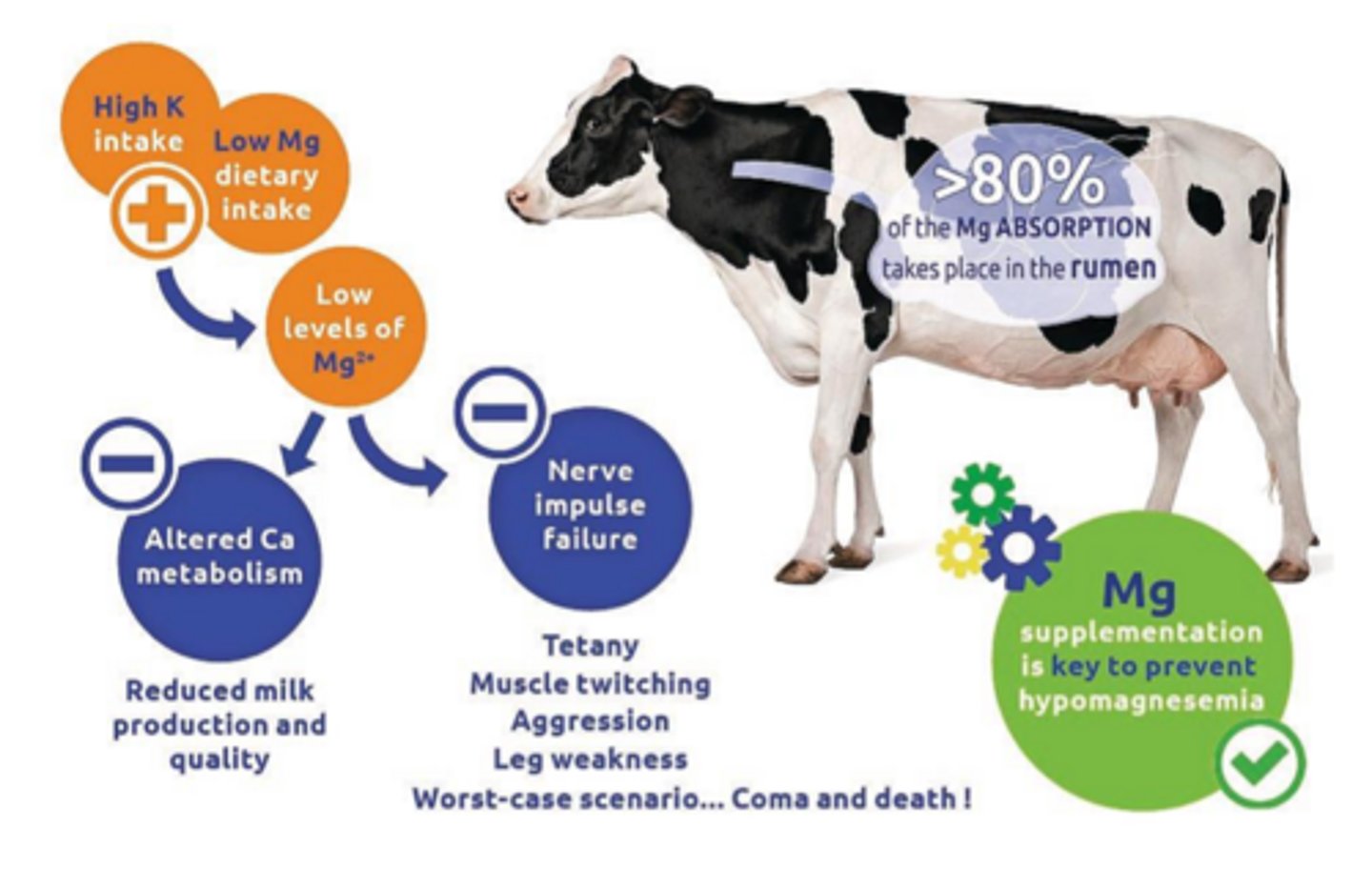 <p>what does high K lead to in terms of Ca</p>