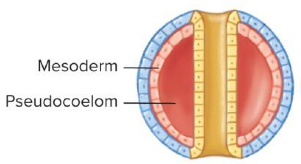 <p>Mesoderm lines outer edge of blastocoel</p>