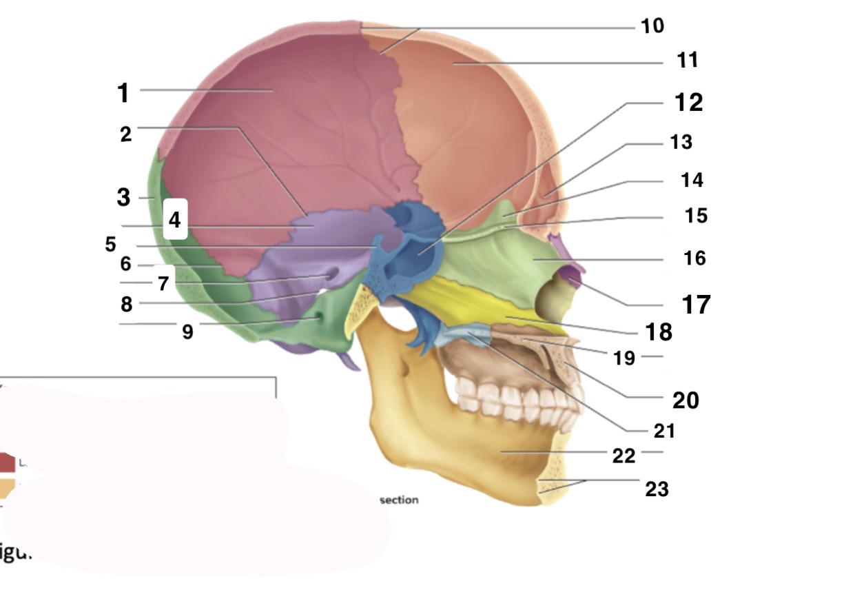 <p>12</p>