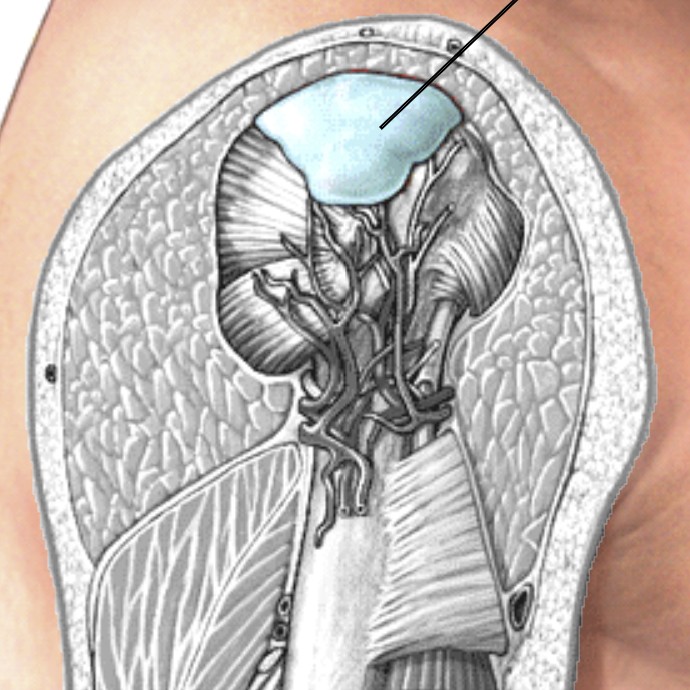 <p>Which bursa of the shoulder is located between the deltoid muscle and the head of the humerus?</p>