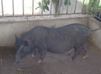 <p>Pigs found in <strong>one geographical location</strong>. Breed = <strong>common characteristics, breed true to type.</strong></p>