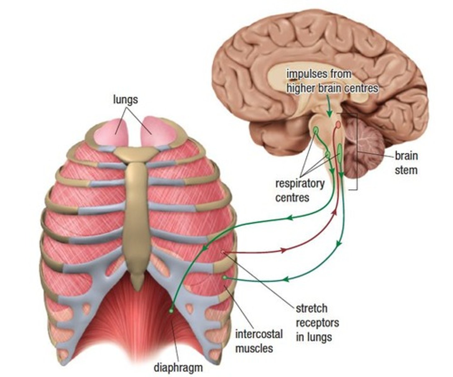 <p>Regular breathing is an involuntary action controlled by signals from the respiratory center in the brain stem.</p>