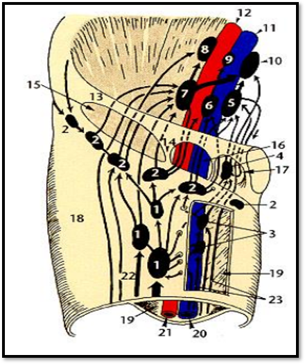 knowt flashcard image