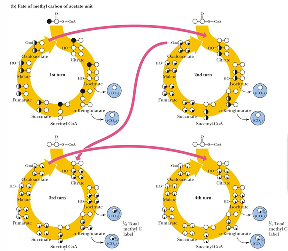 <p>Release of the methyl-C of acetate as CO2 requires multiple turns of the cycle (<strong>4 turns) </strong></p>