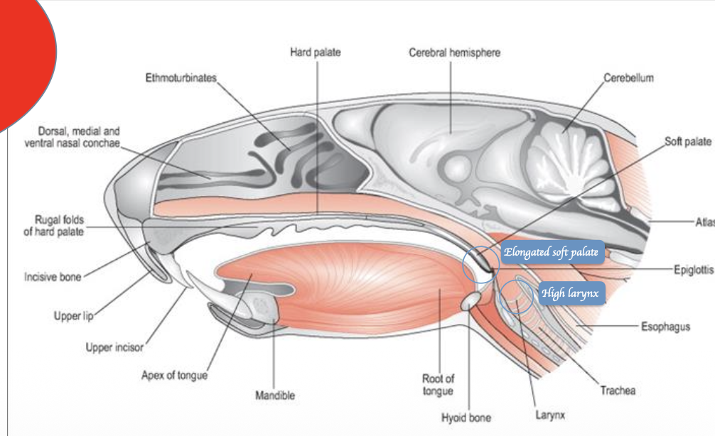 <ul><li><p>Rodents are obligate nasal breathers</p></li><li><p>Anatomical features </p><ul><li><p>Elongated soft palate </p></li><li><p>High larynx </p></li></ul></li></ul><p></p>