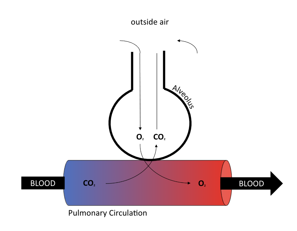 Goal:

* oxygenate blood + remove carbon dioxide 

\
Diffusion of oxygen + carbon dioxide between alveoli + pulmonary capillaries 