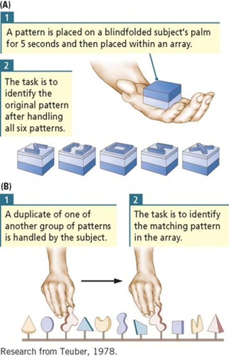 <p>Inability to recognize objects by touch</p>