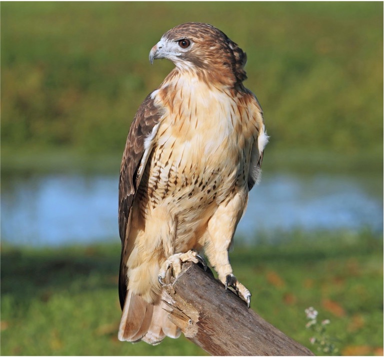 <p>What is this bird?</p>