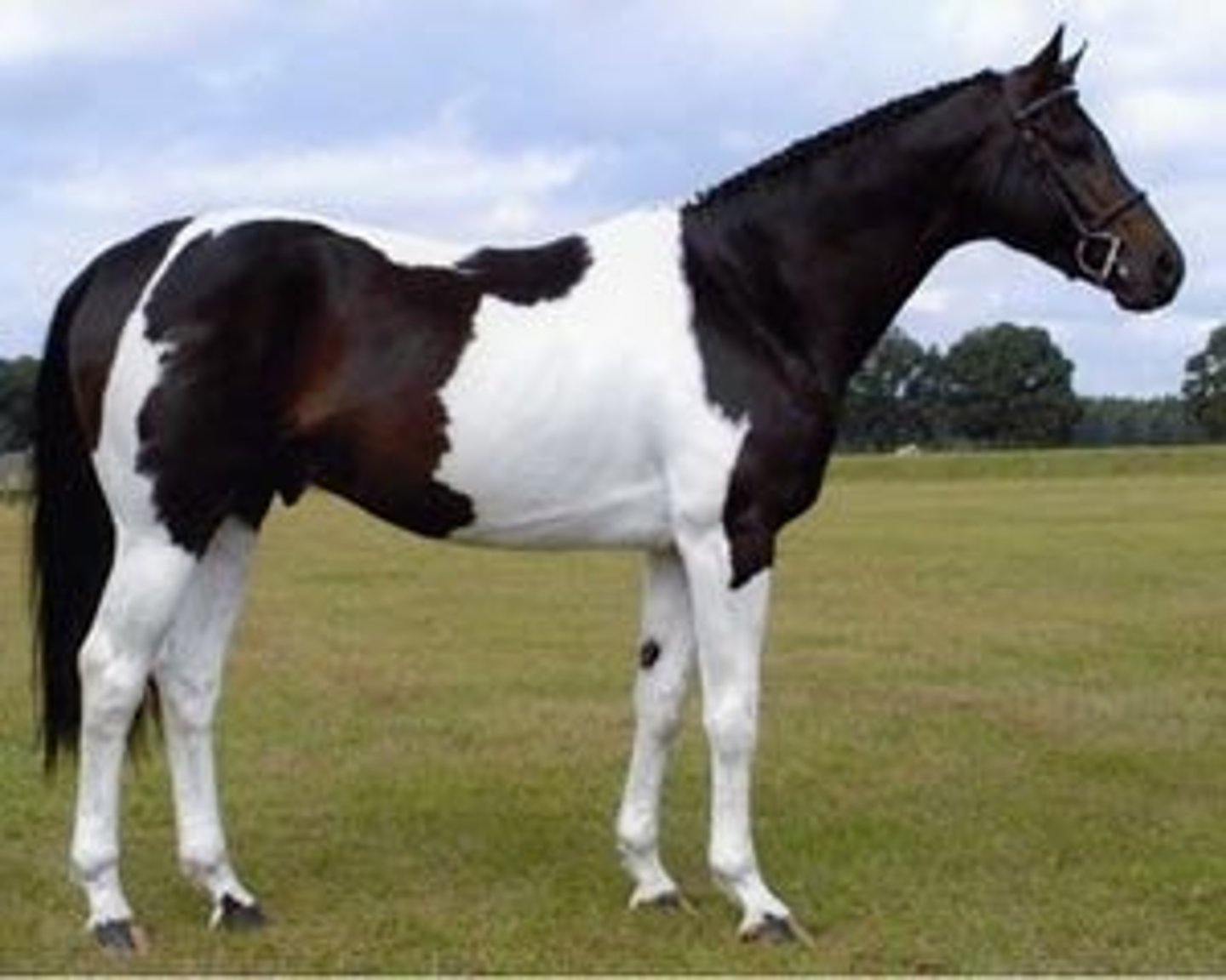 <p>aka Calico or Paint or Spotted horses</p>