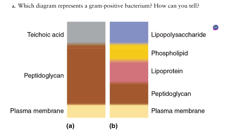 <p>Answer the following questions using the diagrams provided, which represent cross sections of bacterial cell walls.</p><p>b. Explain how the Gram stain works to distinguish these two types of cell walls</p>