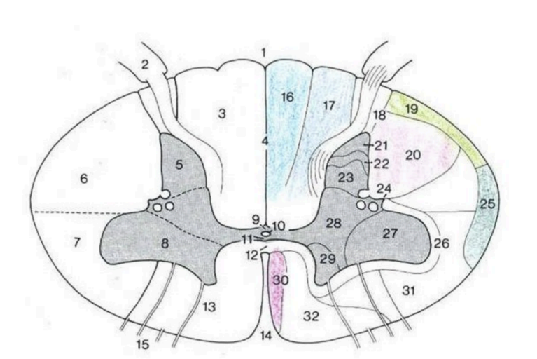 <p>● vias del <strong>cordones posterior </strong>16 y 17 (info sensitiva <strong>epicritica </strong>y</p><p><strong>propioceptiva</strong>)</p><p>● tracto espino<strong>talámico</strong> <strong>lateral 31 </strong>(info sensitiva <strong>protopática </strong>(dolor, frío, calor))</p><p>● tracto espino<strong>talámico</strong> <strong>anterior 31 </strong>(info sensitiva <strong>táctil </strong>y <strong>presión</strong> (profundo)</p><p></p><p>● vias espinocerebelosas :</p><p>➢ tracto espino<strong>cerebeloso anterior 25 </strong> (sensibilidad profunda (=<strong>propioceptiva</strong>) (posición y <strong>contraccion</strong> de musculos, tendones y articulaciones PARA EL CEREBELO)</p><p>➢ tracto espino<strong>cerebeloso</strong> <strong>posterior</strong> 19 (pareil que avant)</p>