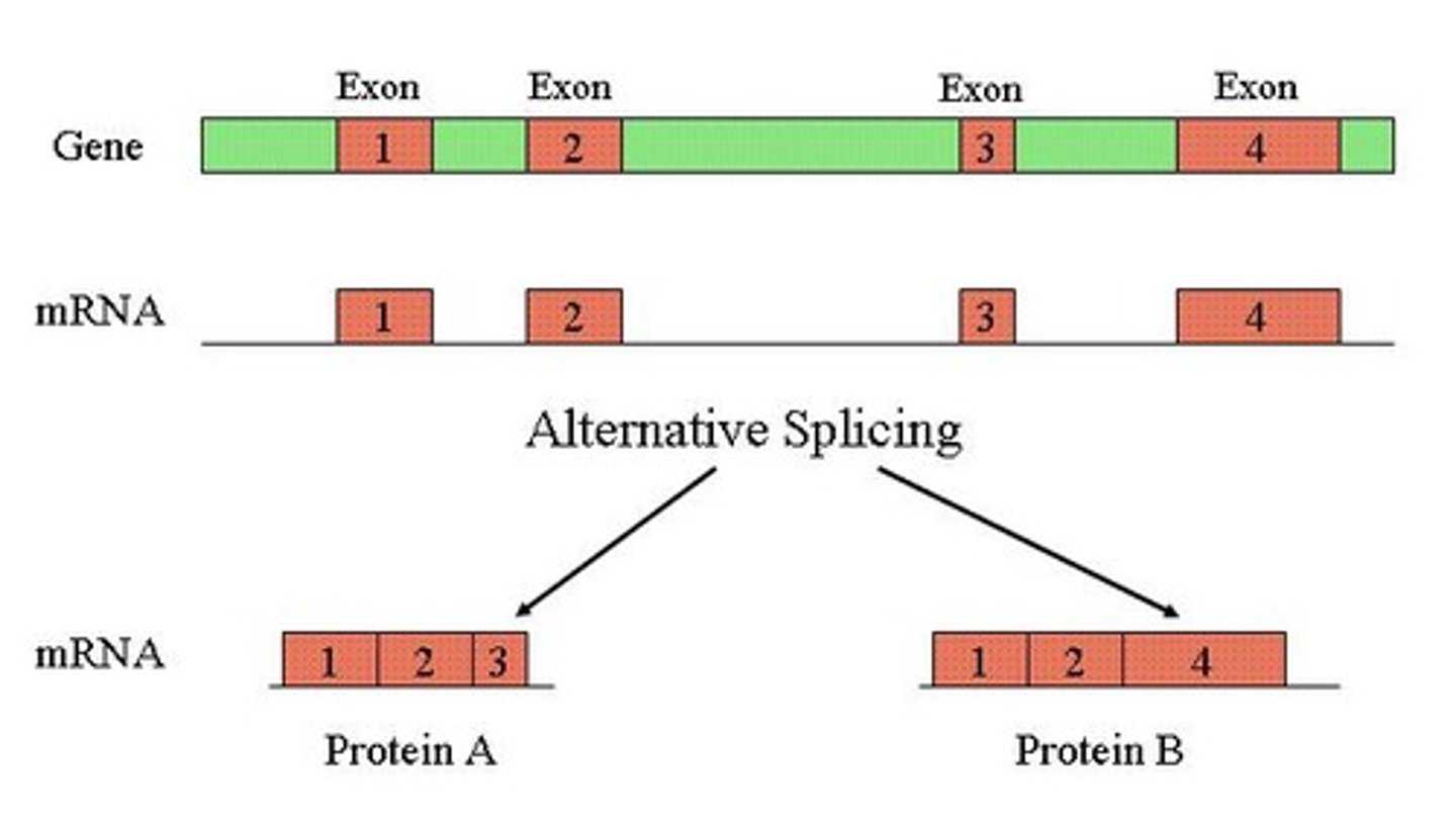 <p>It amplifies the number of possible proteins produced by a gene, contributing to complexity and cell differentiation.</p>