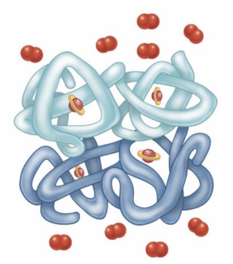 <p><strong>hemoglobin</strong></p><ul><li><p>____ protein</p><ul><li><p>4 polypeptides (HbA = 2 alpha, 2 beta)</p></li></ul></li><li><p>____</p><ul><li><p>iron containing pigment</p></li></ul></li></ul><p></p>