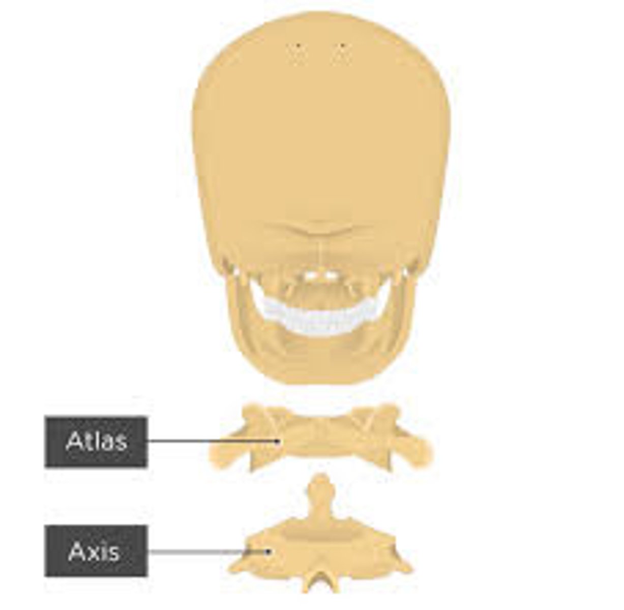 <p>C1, the first vertebra, fits into C2</p>