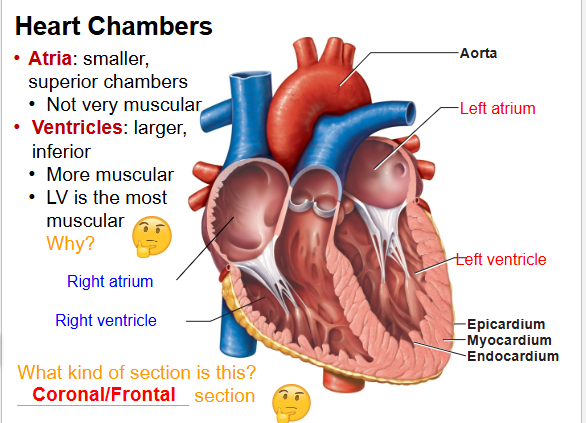 <p>Name the 4 heart chambers. </p>