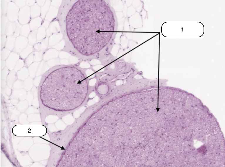 <p>Identify the specimen.</p>
