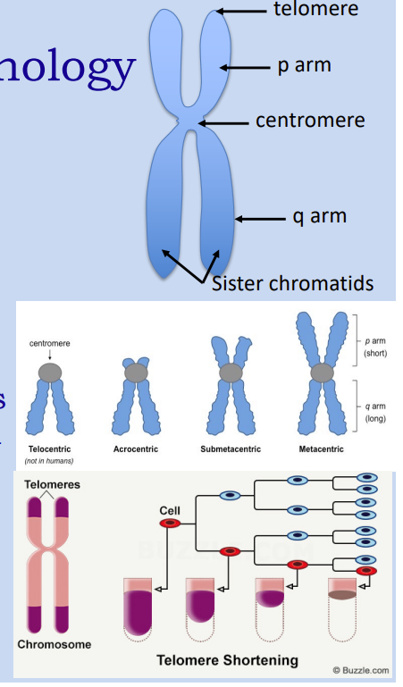 <p>Classification </p><ul><li><p>Acrocentric </p></li><li><p>Submetacentric </p></li><li><p>Metacentric </p></li><li><p>Telocentric (not in humans)</p></li></ul><p></p><p>p arm is the short arm </p><p>q is the long arm</p>