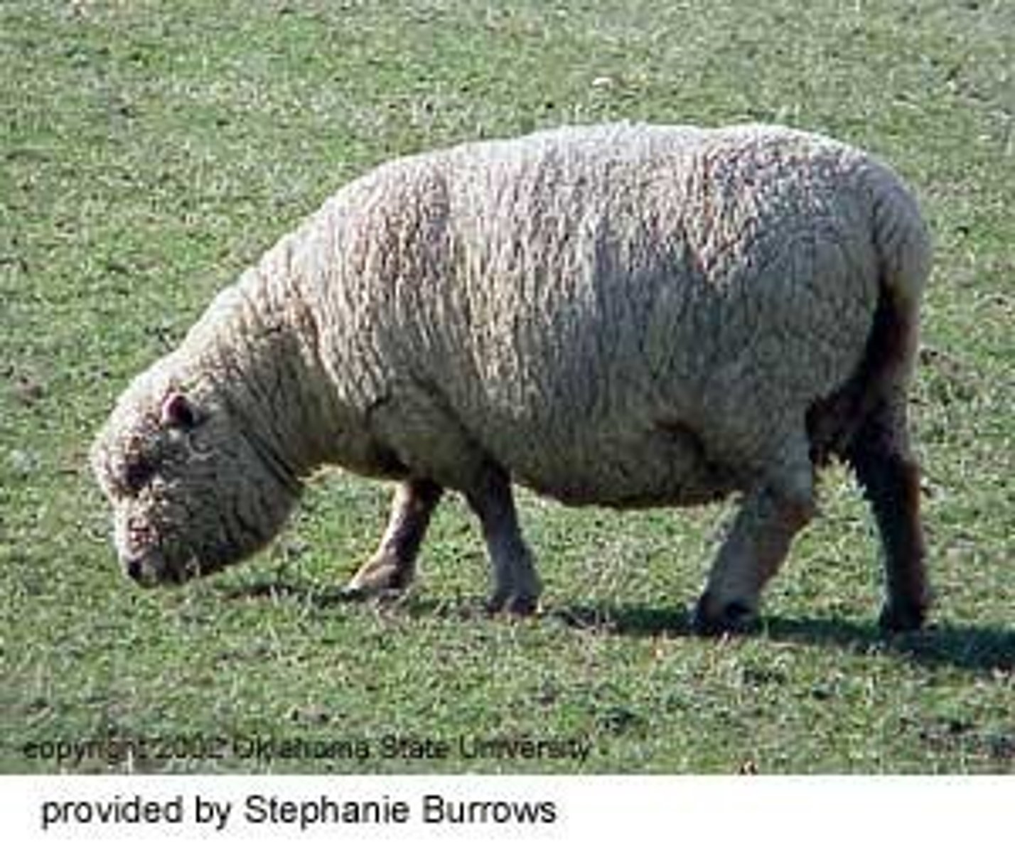 <p>White; extremely brown face and legs; wool extends below eyes</p><p>Extremely compact- Excellent carcass quality</p><p>Early market maturity</p><p>Excellent for hot-house lamb production</p>