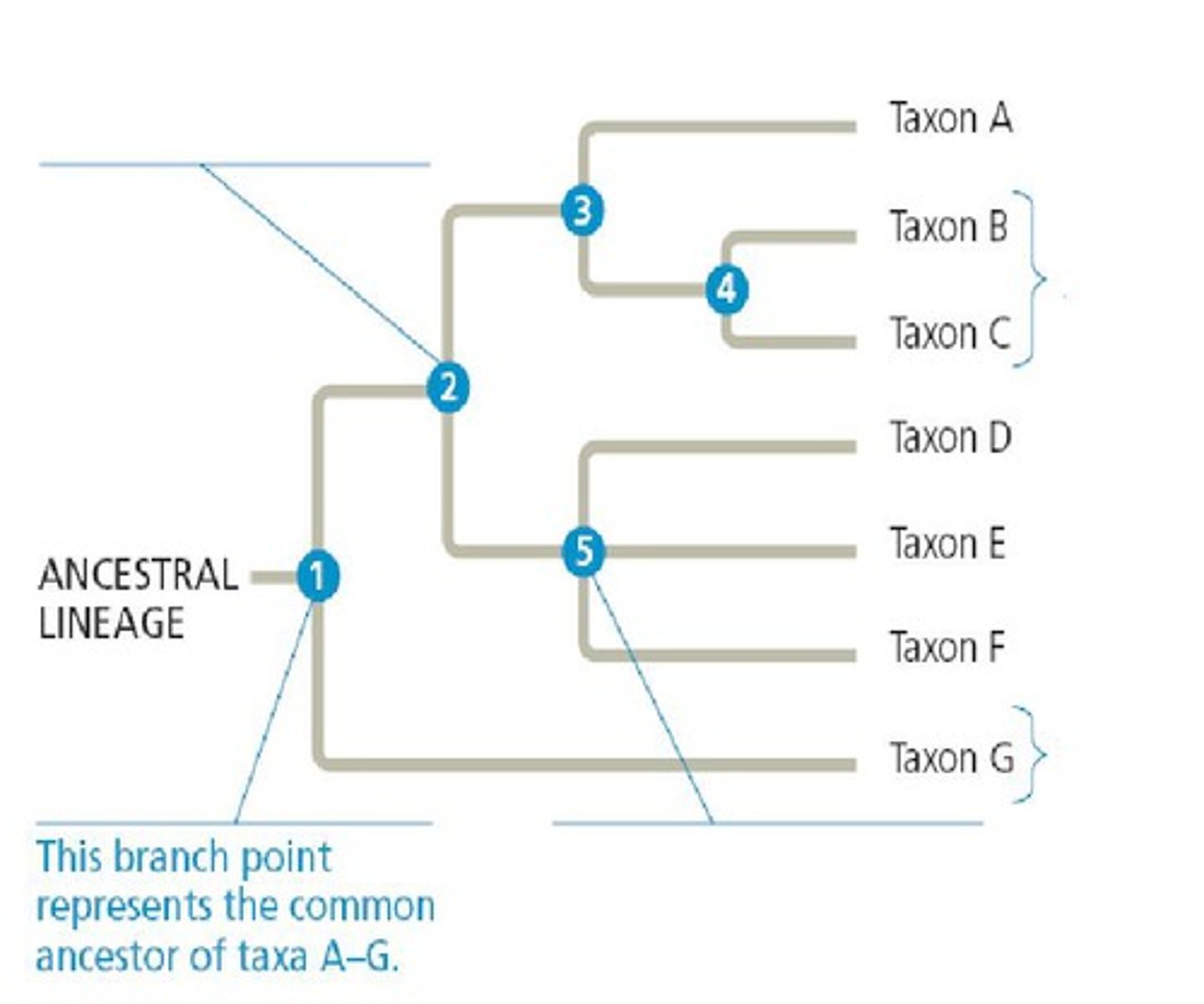 <p>represent the divergence of two species</p>