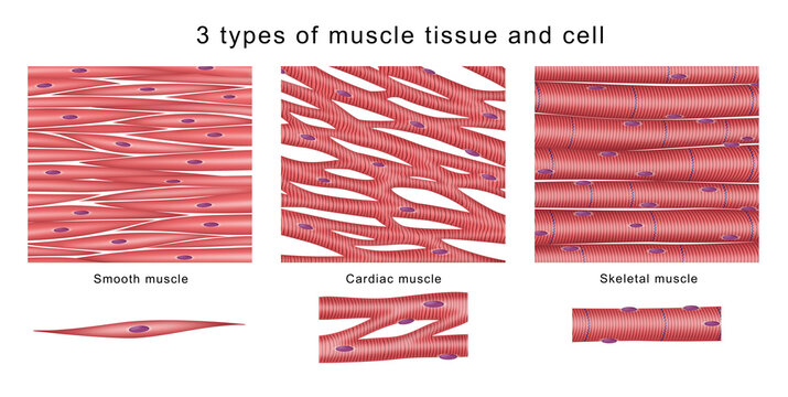 <p>muscle tissue w/ a striped appearance from sarcomeres—organized arrangement of actin &amp; myosin muscle filament into repeating units</p><ul><li><p>ex. cardiac &amp; skeletal muscles</p></li></ul><p></p>