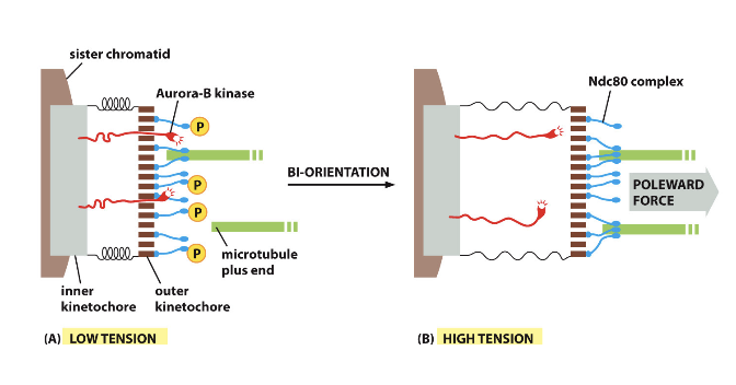 <p>Because of the tension, Aurora B kinase can’t phosphorylate the kinetochore proteins</p>