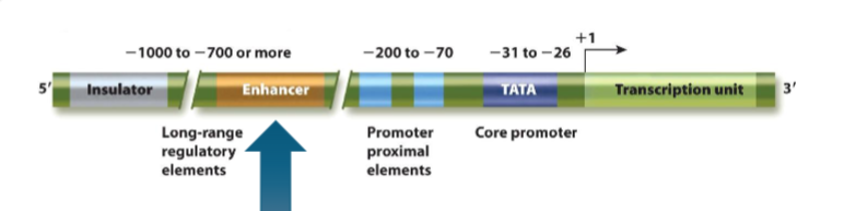 <p>part of regulatory elements</p><ul><li><p>control elements that typically stimulate transcription</p></li><li><p>could be a multiple binding site for different transcription factors</p></li><li><p>transcription factors that recognize enhancer = enhancer binding proteins = activators → interact with general transcription factors</p></li><li><p>sometimes the same element could be both enhancer and silencer based on the protein that is bound</p></li><li><p>can be thousands of bp away</p></li><li><p>orientation doesn’t matter</p></li><li><p>can occur downstream in an intron or in the exon</p></li><li><p>transvection: enhancers on adjacent chromosomes (local concentration of factors)</p></li></ul><p></p>