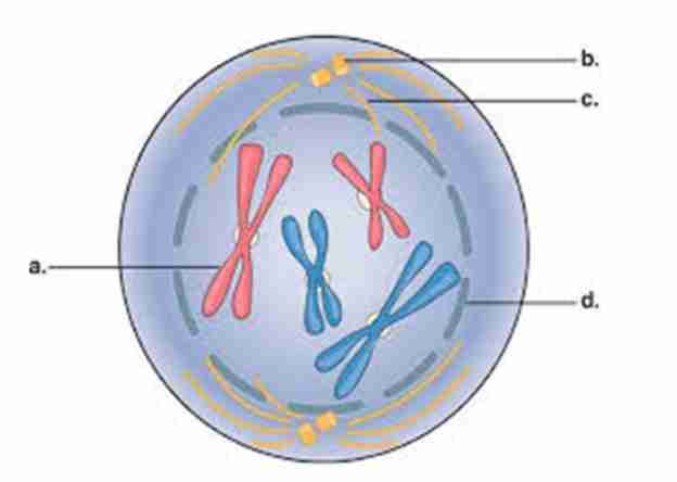 <p>Nuclear envelope</p><p>starts to <strong>disintegrate</strong></p><p>and nucleolus</p><p><strong>disappears</strong></p>