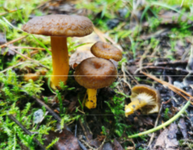 <p>Habitat: Skog. Ofta granskog.</p><p>Övrigt: Mykorrhiza. </p><p>Har åsar, inte skivor. </p><p>Uppskattad matsvamp. </p>