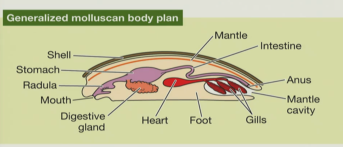 <p>mollusk body plan</p>