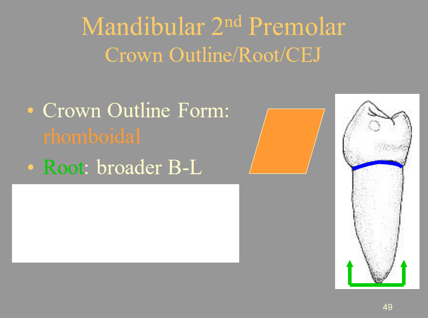 <p>C) Buccal-Lingual</p>