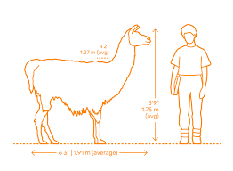 <p>To the shoulder: 40-45 inches</p><p>To the head: 5.5-6 feet tall</p>