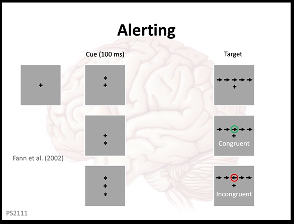 <p>look at alerting, orieting and executive control in this task</p><p>alerting-by using in/valid cue</p><p>orienting- ppts attention to a particular space</p><p>executive control- conflict occurs when there is an invalid cue</p>