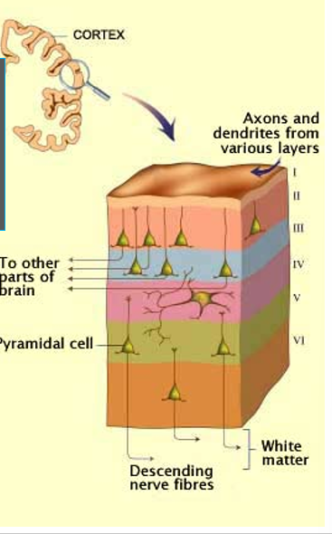 <p>6</p>