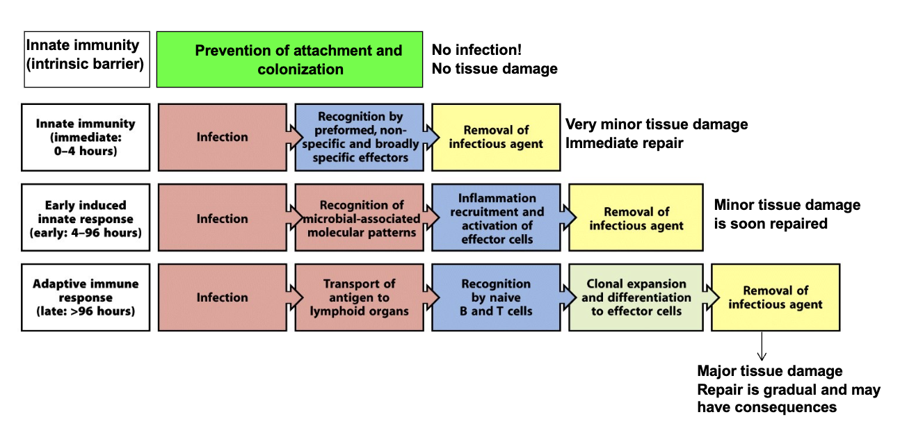 <ul><li><p><strong>Innate Immunity:</strong> No infection → No tissue damage</p></li><li><p><strong>Innate Immunity (immediate: 0-4 hours):</strong> Very minor tissue damage → Immediate repair</p></li><li><p><strong>Early induced innate response (early: 4-96 hours): </strong>Minor damage → Soon repaired</p></li><li><p><strong>Adaptive immune response (late: &gt;96 hours): </strong>Major damage → Gradual repair, may leave consequences</p></li></ul><p></p><ul><li><p>Important to have <strong><u>both</u></strong> innate and adaptive immunity</p></li></ul><p></p>