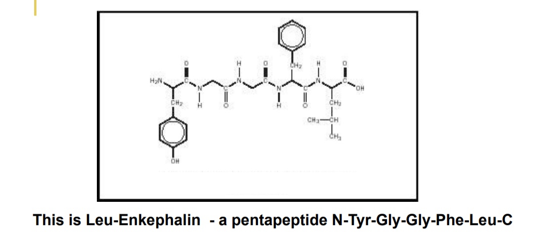 <ul><li><p>natural opioid </p></li><li><p>the opposite order of AA has no pharmalogical effects</p></li><li><p>the amine-carboxyl orientation essential to function</p></li></ul><p></p>