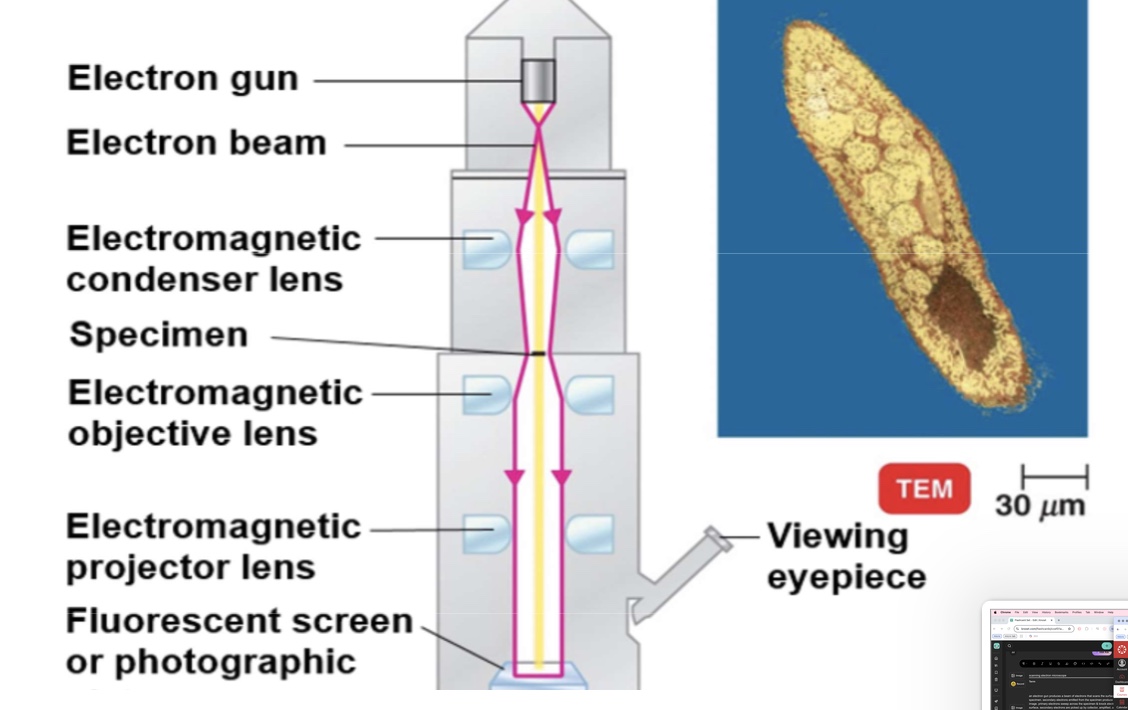 <p>electrons pass through the specimen and are scattered. magnetic lenses focus on image onto a fluorescent screen or photographic plate. (right) this colorized transmission electron micrograph. (TEM) shows a thin slice of <strong>paramecium</strong>. in this type of microscopy. the internal structures present in the slice can be seen.</p>