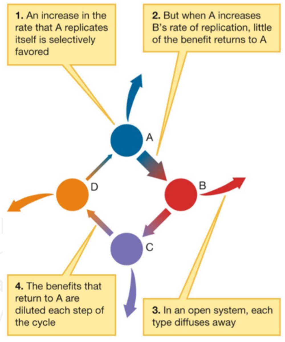 <p>· The organization of self-replicating, catalytic molecules into a self-propagating cycle</p><p>- A cycle of rxns in which the products of one reaction are used as reactants in the next rxn</p><p>- A rxn produces A, which is used to make B, which is used to create C, which is used to make D, which is used to create A once again, & the cycle repeats</p><p>o A → B → C → D → A</p>
