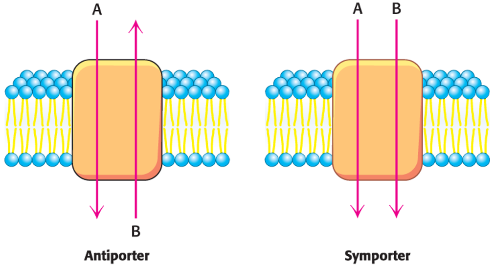<p><span>Also, use one concentration gradient to power the formation of another, but the molecules move in opposite directions.</span></p>