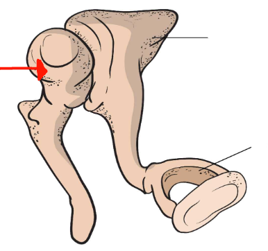 <p>What is the bone the arrow is pointing to?</p>