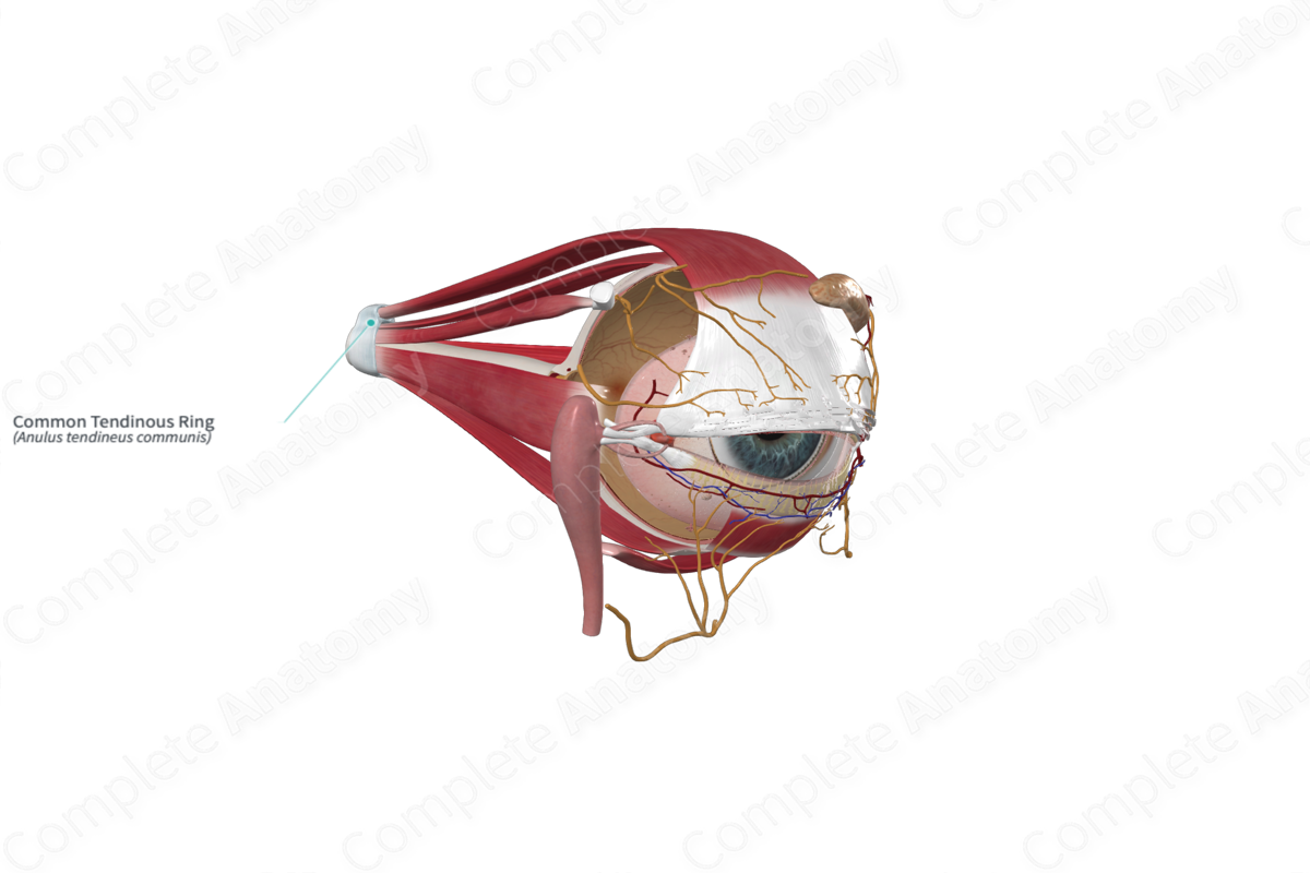 <p><strong>Extra-ocular Muscles</strong></p><p>1-4. Rectus muscles</p><p>– Superior (CN III)</p><p>– Inferior (CN III)</p><p>– Medial (CN III)</p><p>– Lateral (CN VI)</p><p>– All 4 muscles originate from a ___ ___ ___ that surrounds the optic canal and superior orbital fissure.</p><p>– They then extend anteriorly to insert into the anterior portion of the sclera.</p>