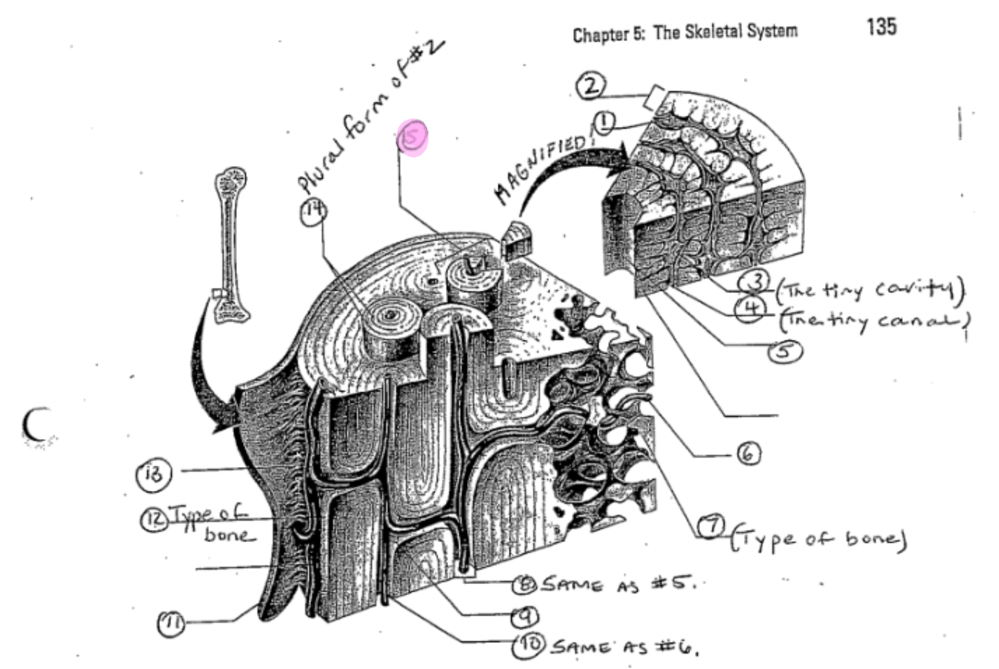 term image