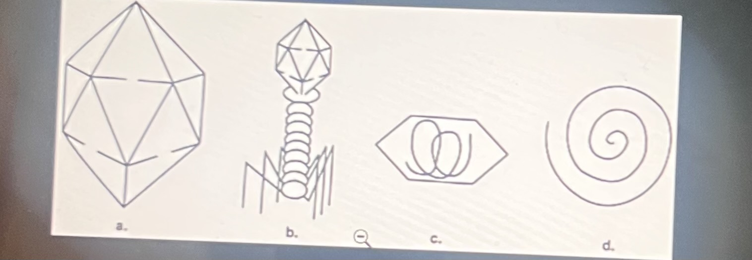 <p>Which structure is a complex virus?</p>