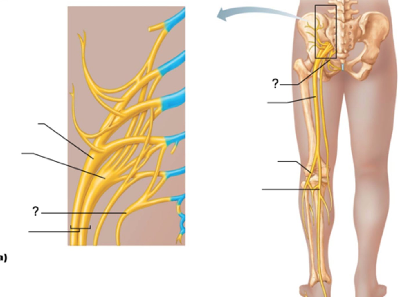 <p>-accompanies internal pudendal artery and leaves the pelvis through greater sciatic foramen between piriformis and coccygeus</p><p>-hooks around the ischial spine and sacrospinous ligament to enter perineum through the lesser sciatic foramen</p><p>-supplies skin and muscles of the perineum, including reproductive, urinary, and digestive tracts</p><p>-motor and sensory to pelvic floor</p>