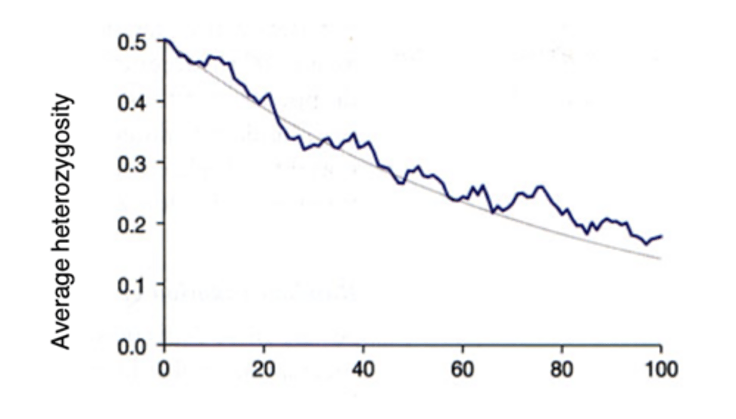 <p>Genetic Drift</p><p>Natural Selection</p>