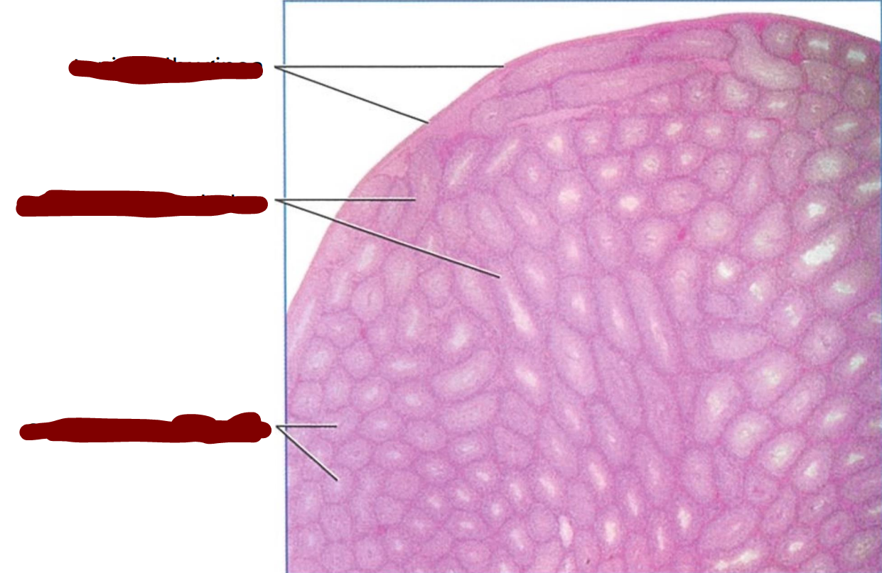 <p>section through part of an adult rat testis </p>